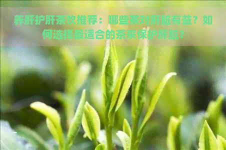 养肝护肝茶饮推荐：哪些茶对肝脏有益？如何选择最适合的茶来保护肝脏？