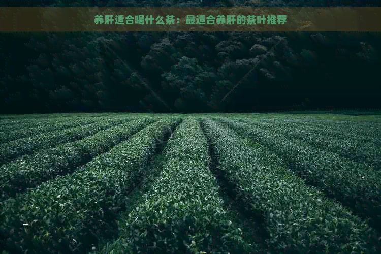 养肝适合喝什么茶：最适合养肝的茶叶推荐