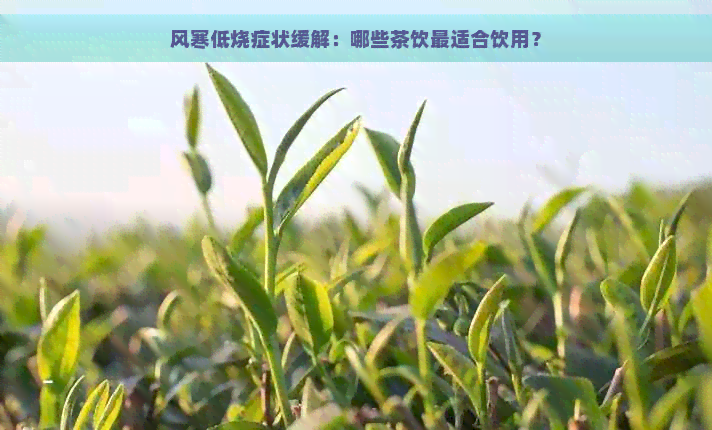 风寒低烧症状缓解：哪些茶饮最适合饮用？