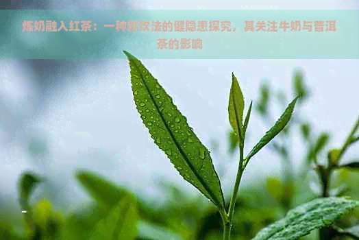 炼奶融入红茶：一种新饮法的健隐患探究，其关注牛奶与普洱茶的影响