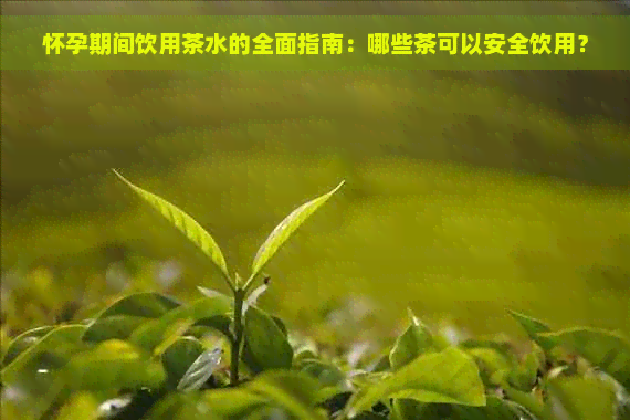 怀孕期间饮用茶水的全面指南：哪些茶可以安全饮用？