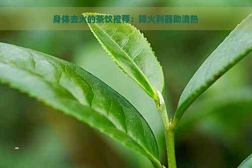 身体去火的茶饮推荐：降火利器助清热