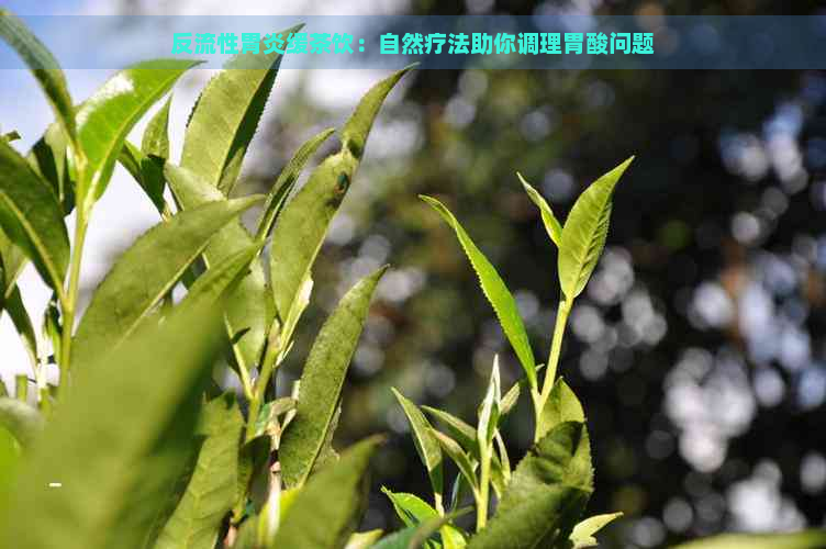 反流性胃炎缓茶饮：自然疗法助你调理胃酸问题