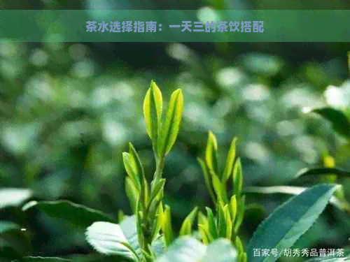 茶水选择指南：一天三的茶饮搭配