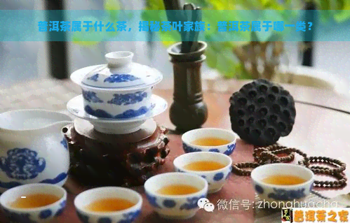 普洱茶属于什么茶，揭秘茶叶家族：普洱茶属于哪一类？