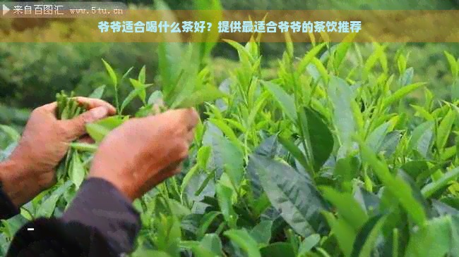 爷爷适合喝什么茶好？提供最适合爷爷的茶饮推荐