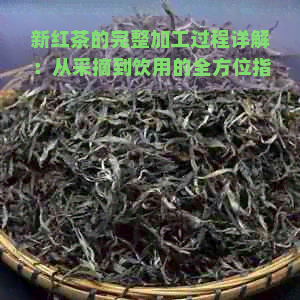 新红茶的完整加工过程详解：从采摘到饮用的全方位指南