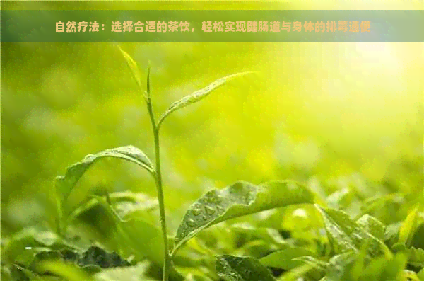 自然疗法：选择合适的茶饮，轻松实现健肠道与身体的排通便