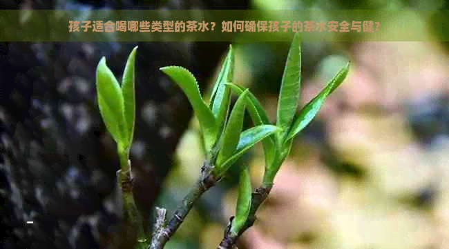 孩子适合喝哪些类型的茶水？如何确保孩子的茶水安全与健？