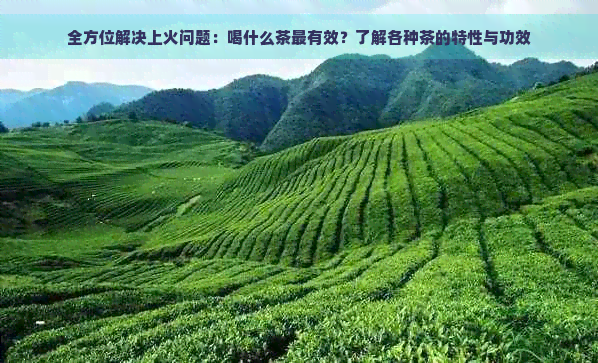 全方位解决上火问题：喝什么茶最有效？了解各种茶的特性与功效