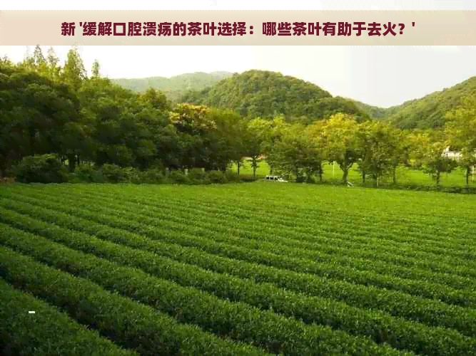 新 '缓解口腔溃疡的茶叶选择：哪些茶叶有助于去火？'