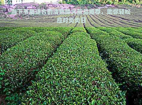 当下节最适合的清热降火茶品推荐，助你轻松应对炎炎日