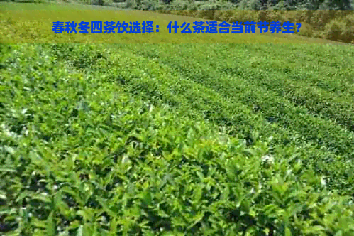 春秋冬四茶饮选择：什么茶适合当前节养生？