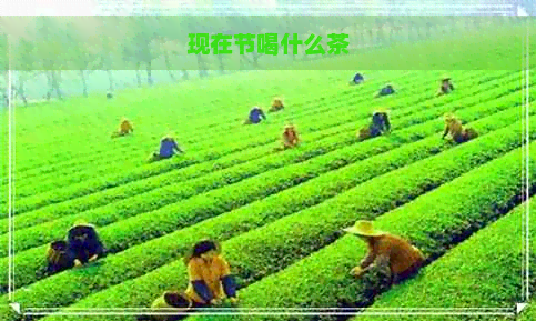 现在节喝什么茶