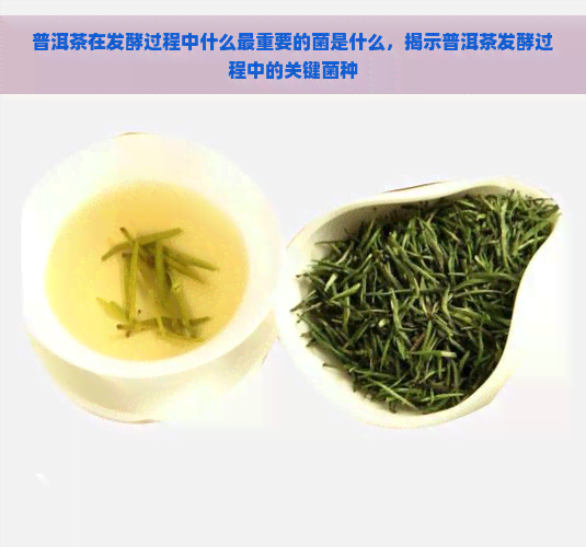 普洱茶在发酵过程中什么最重要的菌是什么，揭示普洱茶发酵过程中的关键菌种