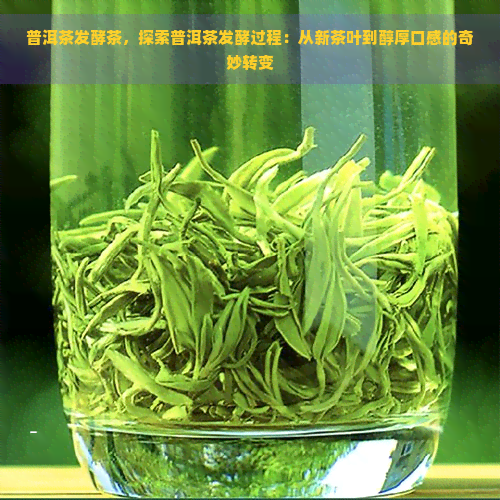 普洱茶发酵茶，探索普洱茶发酵过程：从新茶叶到醇厚口感的奇妙转变