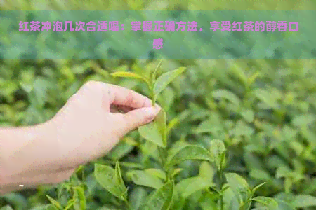 红茶冲泡几次合适喝：掌握正确方法，享受红茶的醇香口感