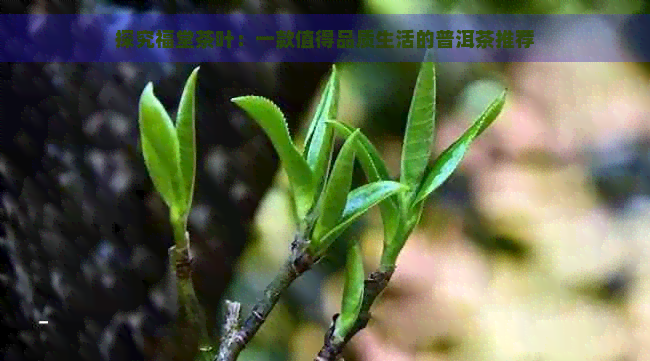 探究福堂茶叶：一款值得品质生活的普洱茶推荐