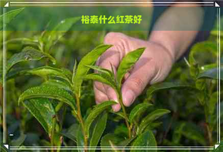 裕泰什么红茶好