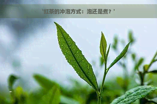 '红茶的冲泡方式：泡还是煮？'