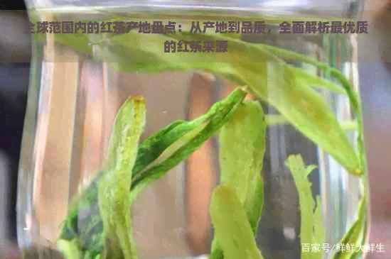 全球范围内的红茶产地盘点：从产地到品质，全面解析更优质的红茶来源