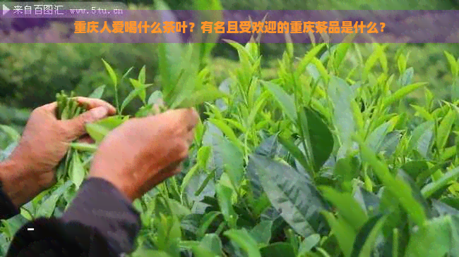 重庆人爱喝什么茶叶？有名且受欢迎的重庆茶品是什么？