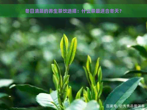 冬日清晨的养生茶饮选择：什么茶最适合冬天？