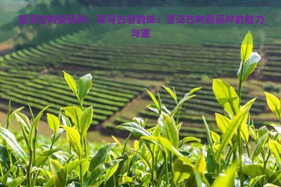 普洱古树茶品种，探寻古老韵味：普洱古树茶品种的魅力与鉴