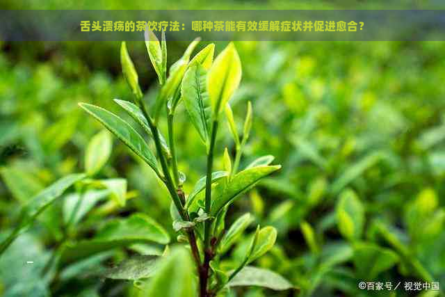 舌头溃疡的茶饮疗法：哪种茶能有效缓解症状并促进愈合？