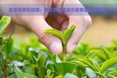 瓷茶具搭配指南：哪些茶叶最适合使用瓷茶壶冲泡？