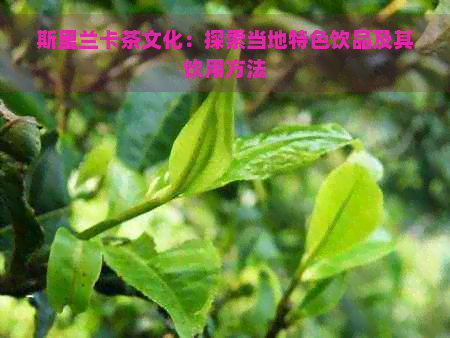 斯里兰卡茶文化：探索当地特色饮品及其饮用方法