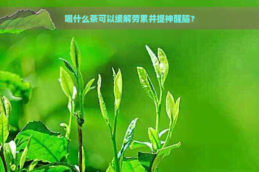 喝什么茶可以缓解劳累并提神醒脑？