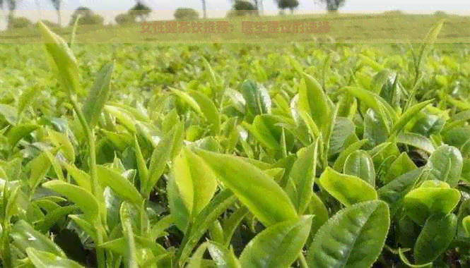 女性健茶饮推荐：医生建议的选择