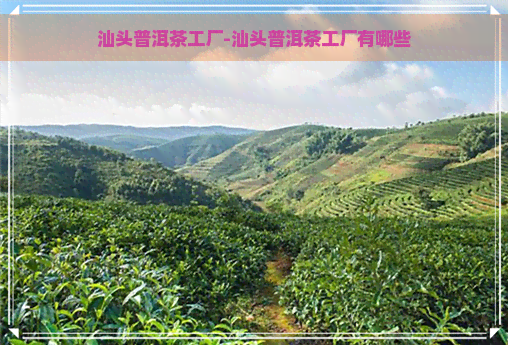 汕头普洱茶工厂-汕头普洱茶工厂有哪些