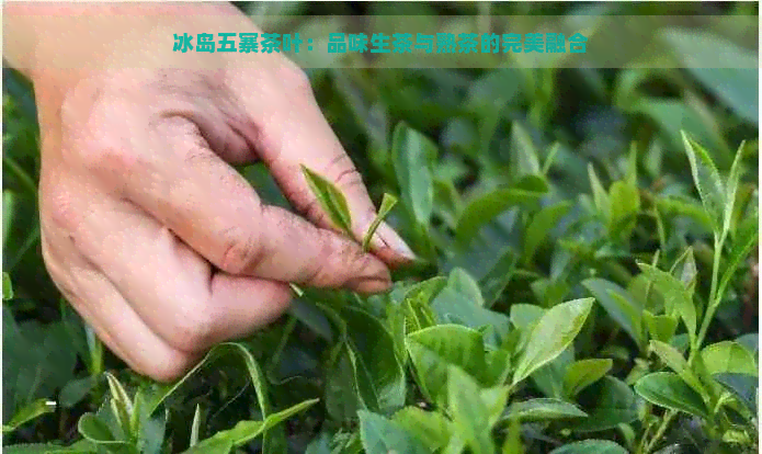 冰岛五寨茶叶：品味生茶与熟茶的完美融合