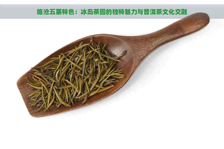 临沧五寨特色：冰岛茶园的独特魅力与普洱茶文化交融