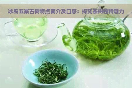 冰岛五寨古树特点简介及口感：探究茶树独特魅力