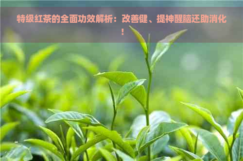 特级红茶的全面功效解析：改善健、提神醒脑还助消化！