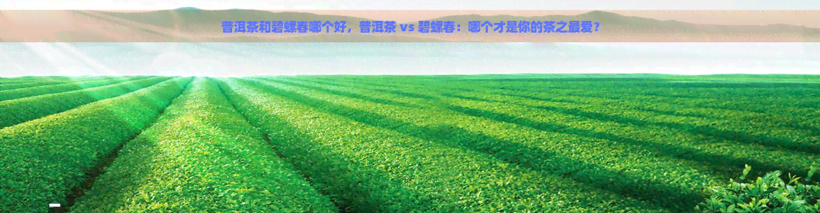 普洱茶和碧螺春哪个好，普洱茶 vs 碧螺春：哪个才是你的茶之更爱？