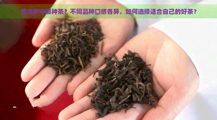 普洱茶中哪种茶？不同品种口感各异，如何选择适合自己的好茶？