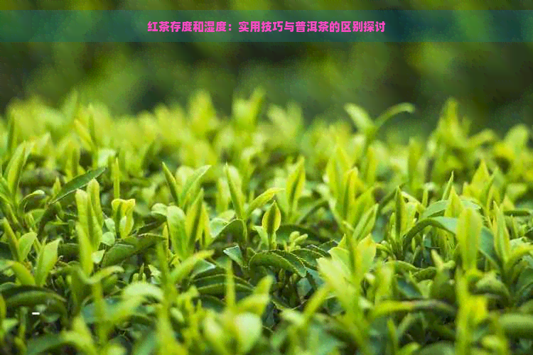 红茶存度和湿度：实用技巧与普洱茶的区别探讨