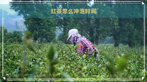 红茶怎么冲泡时间