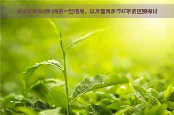 关于红茶采摘时间的一些信息，以及普洱茶与红茶的区别探讨