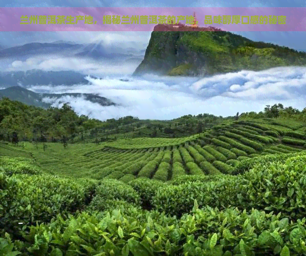 兰州普洱茶生产地，揭秘兰州普洱茶的产地，品味醇厚口感的秘密