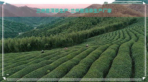 兰州普洱茶生产-兰州普洱茶生产厂家