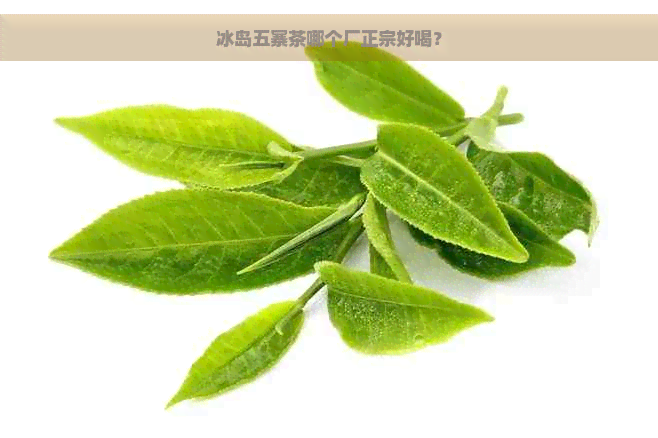 冰岛五寨茶哪个厂正宗好喝？