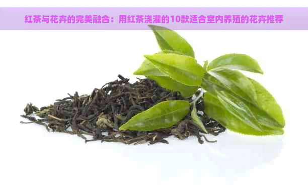 红茶与花卉的完美融合：用红茶浇灌的10款适合室内养殖的花卉推荐