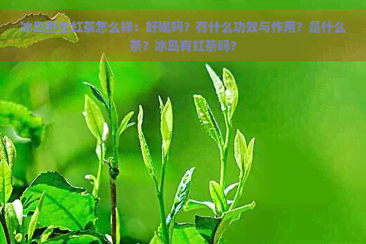 冰岛野生红茶怎么样：好喝吗？有什么功效与作用？是什么茶？冰岛有红茶吗？