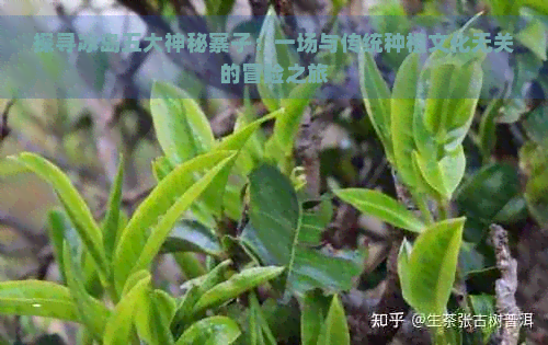 探寻冰岛五大神秘寨子：一场与传统种植文化无关的冒险之旅