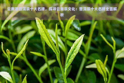 云南茶普洱茶十大名牌，探寻云南茶文化：普洱茶十大名牌全面解析